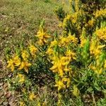 Genista hirsuta flower picture by USUKO USUKO (cc-by-sa)