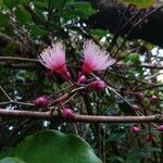 Syzygium cymosum flower picture by Bernard REYNAUD (cc-by-sa)