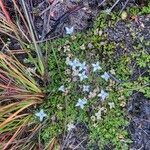 Arcytophyllum muticum habit picture by Fabien Anthelme (cc-by-sa)