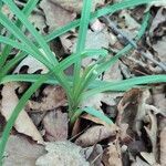 Anthericum ramosum leaf picture by Ornel Jokerrr83 (cc-by-sa)