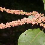 Clethra consimilis fruit picture by Nelson Zamora Villalobos (cc-by-nc)