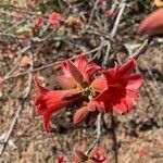 Brachychiton bidwillii flower picture by aria salan (cc-by-sa)