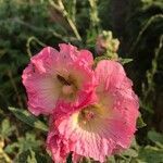 Alcea rosea flower picture by Laurence Chabalier (cc-by-sa)