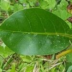 Solandra maxima leaf picture by Jean Burger (cc-by-sa)