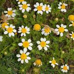 Anthemis secundiramea habit picture by Martin Bishop (cc-by-sa)