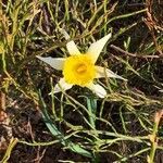 Narcissus bicolor flower picture by Brigitte Celotto (cc-by-sa)