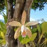 Cattleya forbesii flower picture by Cardoso Jorge (cc-by-sa)