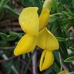 Cytisus emeriflorus flower picture by Franco Colnago (cc-by-sa)