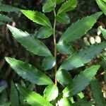 Azara lanceolata leaf picture by Daniel Barthelemy (cc-by-nc)