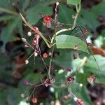 Talinum paniculatum fruit picture by Trap Hers (cc-by-sa)