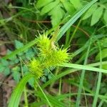 Carex lupulina leaf picture by Diana Joy (cc-by-sa)