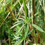 Galium rubrum leaf picture by Cristian Zanella Cristian Zanella (cc-by-sa)