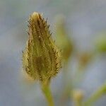 Pilosella piloselloides fruit picture by Yoan MARTIN (cc-by-sa)