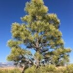 Pinus ponderosa habit picture by Daniel Barthelemy (cc-by-nc)