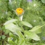 Calendula officinalis fruit picture by Jérémy Flament (cc-by-sa)