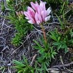 Trifolium alpinum habit picture by Linda Tambosi (cc-by-sa)