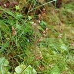 Neottia cordata habit picture by Yoan MARTIN (cc-by-sa)