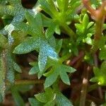 Saxifraga fragilis leaf picture by Francois Mansour (cc-by-sa)