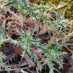 Carlina corymbosa leaf picture by Jordan Galli (cc-by-sa)