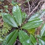 Magnolia grandiflora habit picture by Chris Griggs (cc-by-sa)