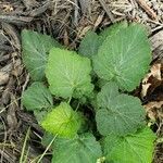 Cucurbita moschata leaf picture by Holly keller (cc-by-sa)