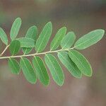 Phyllanthus casticum leaf picture by E. Mouysset (cc-by-sa)