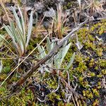 Senecio latiflorus habit picture by Fabien Anthelme (cc-by-sa)