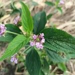 Lantana trifolia flower picture by cristian gaviria londoño (cc-by-sa)