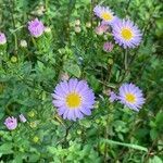 Symphyotrichum novi-belgii flower picture by christine colombain pautot (cc-by-sa)