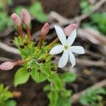 Jasminum fluminense flower picture by Susan Brown (cc-by-sa)