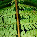 Cyathea arborea flower picture by Frédéric Dupont (cc-by-sa)