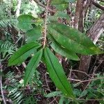 Erythroxylum laurifolium leaf picture by Matthieu Gebus (cc-by-sa)