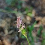 Alopecurus rendlei flower picture by Daniel Bourget (cc-by-sa)