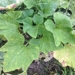 Cucurbita pepo habit picture by Pierre Bonnet (cc-by-nc)