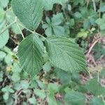 Rubus leyanus leaf picture by Nathan Sicard (cc-by-sa)