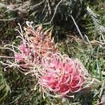 Grevillea banksii flower picture by peter.banksii (cc-by-sa)