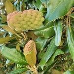 Magnolia grandiflora fruit picture by Faye (cc-by-sa)