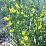 Genista cinerea habit picture by candy Bellon (cc-by-sa)