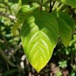 Mussaenda erythrophylla leaf picture by Steve FAAEVA (cc-by-sa)