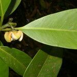 Clusia cooperi fruit picture by Nelson Zamora Villalobos (cc-by-nc)