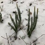 Lycopodium annotinum leaf picture by behave coco (cc-by-sa)