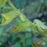 Salvia glutinosa fruit picture by Sylvain Piry (cc-by-sa)