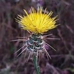 Centaurea sulphurea flower picture by Luis Almeda (cc-by-sa)