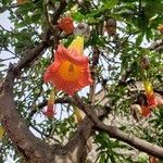 Brugmansia sanguinea flower picture by Ashley elisa (cc-by-sa)