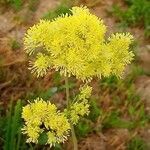 Thalictrum flavum flower picture by Nora Rapp (cc-by-sa)