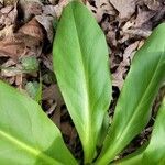 Frasera caroliniensis leaf picture by Lily Jones (cc-by-sa)