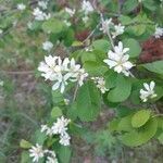 Amelanchier utahensis leaf picture by Clint Parkhill (cc-by-sa)