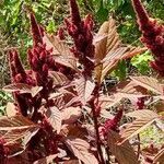 Amaranthus cruentus flower picture by Страхил Иванов (cc-by-sa)