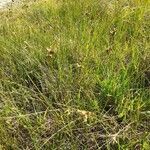 Carex leporina habit picture by Prieta Javier (cc-by-sa)