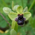 Ophrys bombyliflora flower picture by Jaume Franch (cc-by-sa)